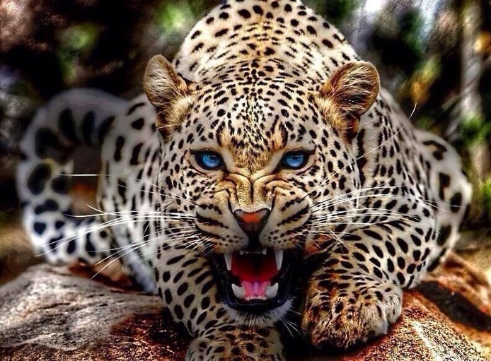 скачать леопард торрент - фото 7