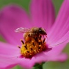 Не боюсь пчел