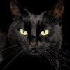 Чёрные коты