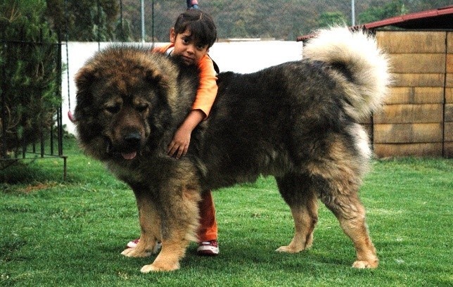 большие собаки