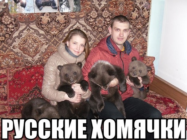 русские хомячки