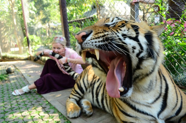 тигр и девушка