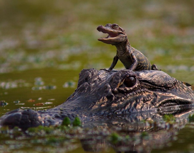 крокодил и крокодильчик