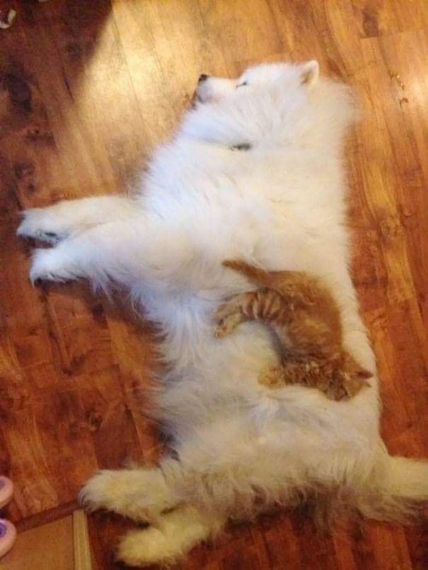 собака спит с котёнком