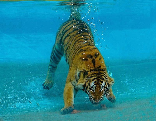 тигр плавает