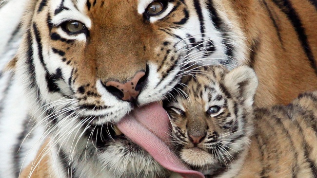 тигрица и тигрёнок