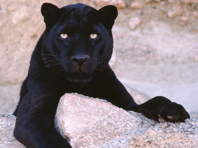 черный леопард