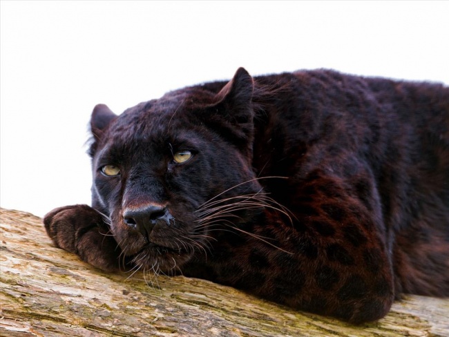 чёрный леопард фото