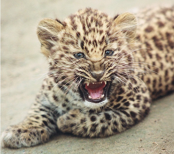 маленький леопард