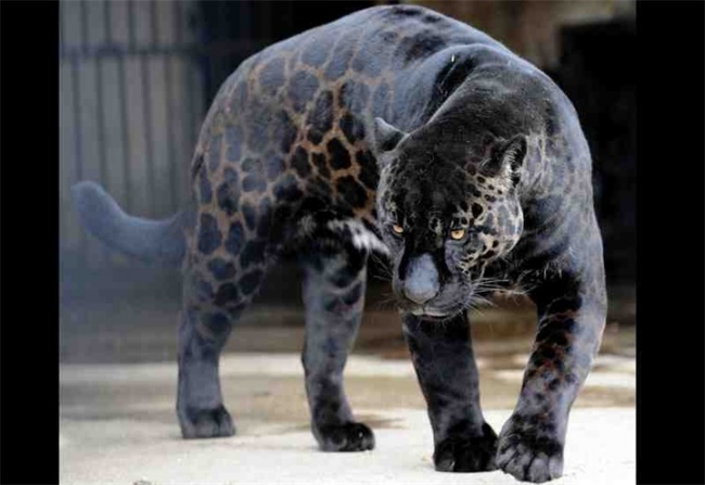 чёрный леопард