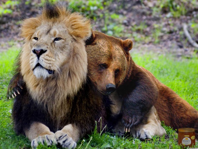 медведь и лев