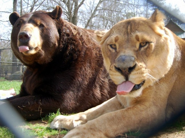 медведь и львица