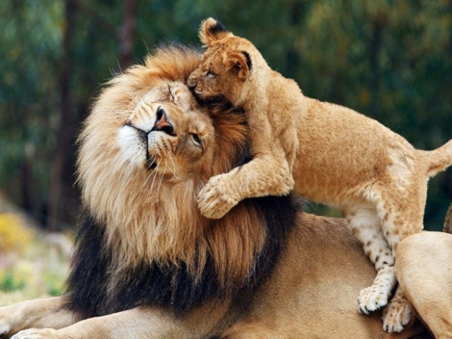 львёнок и лев