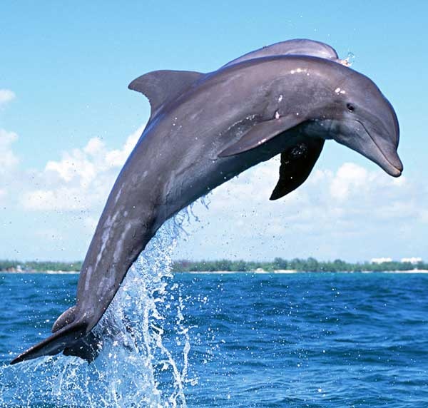 дельфин и акула сравнение
