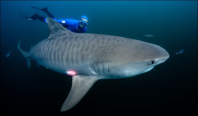 акула фото