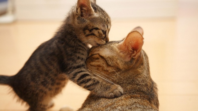 котенок с мамой
