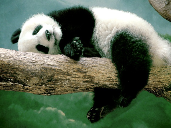 панда фото