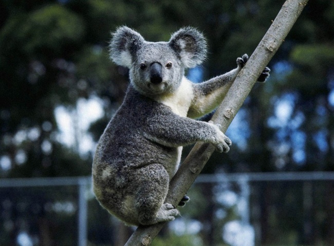 коала или панда