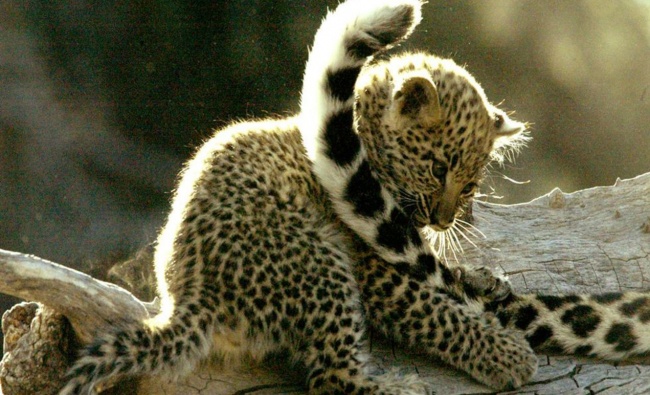 леопард фото