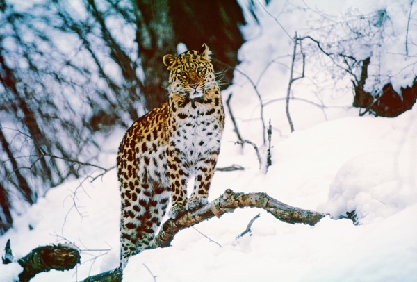 леопард фото