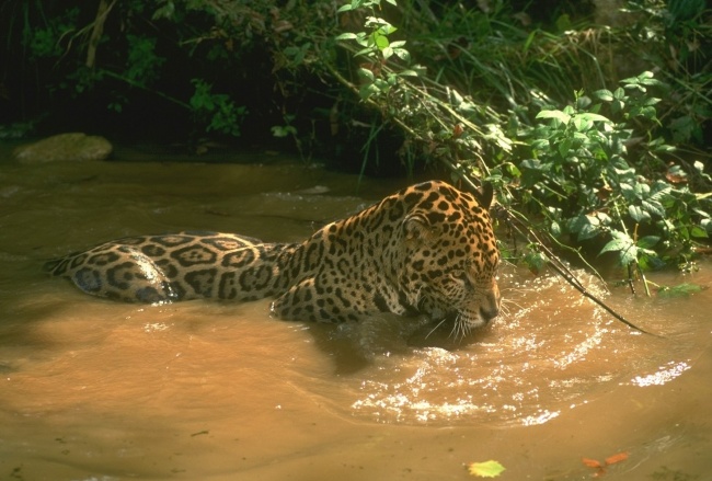 ягуар или леопард