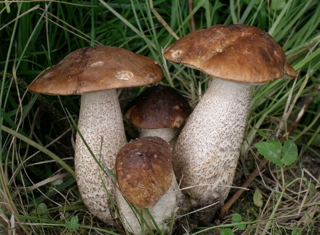 сравнение грибов
