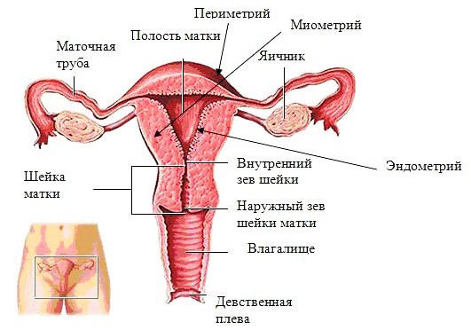 женские половые органы