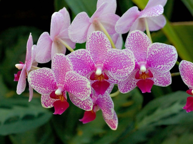 орхидея или гвоздика