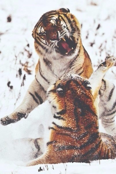тигр фото