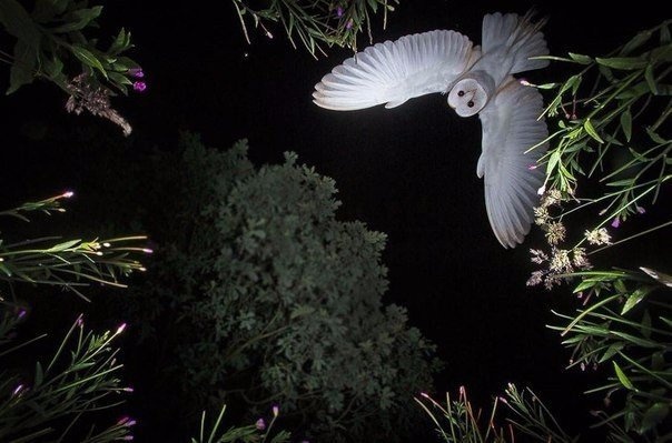 сова в полёте ночью