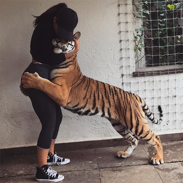 тигр и девушка