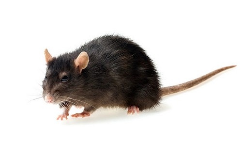 крыса или мышь