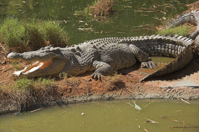 крокодил фото