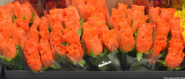 Роза оранжевая 40 см