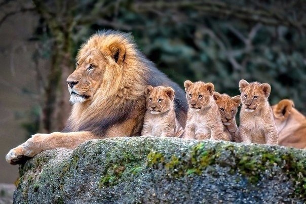 лев и львята