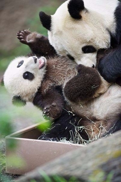 панда с мамой