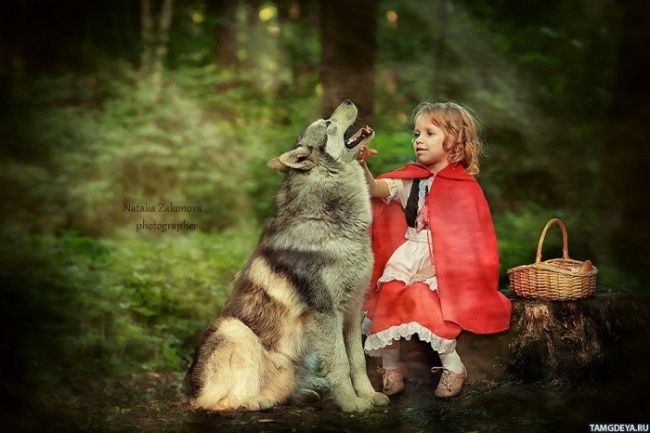 красная шапочка девочка и волк