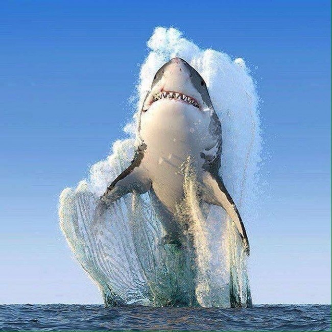 белая акула