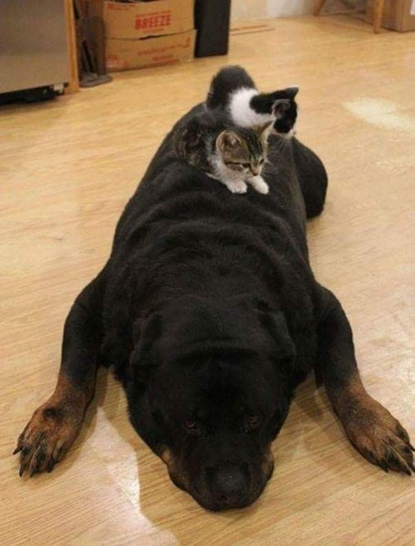 пес с котятами
