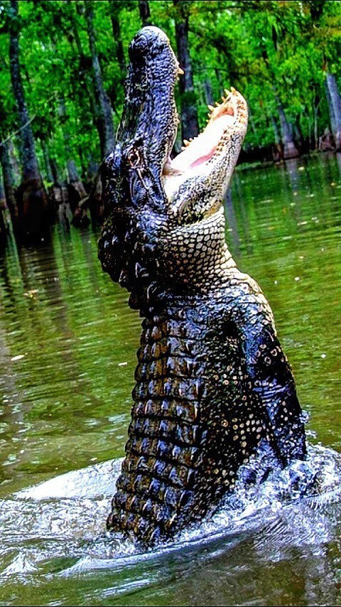 красивый крокодил