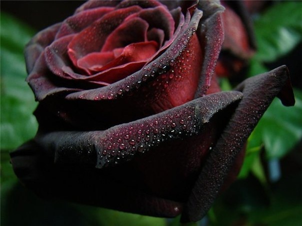 роза чёрная