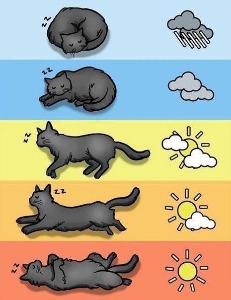 Прогноз погоды по коту