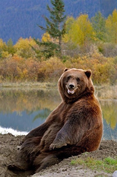 весёлый медведь