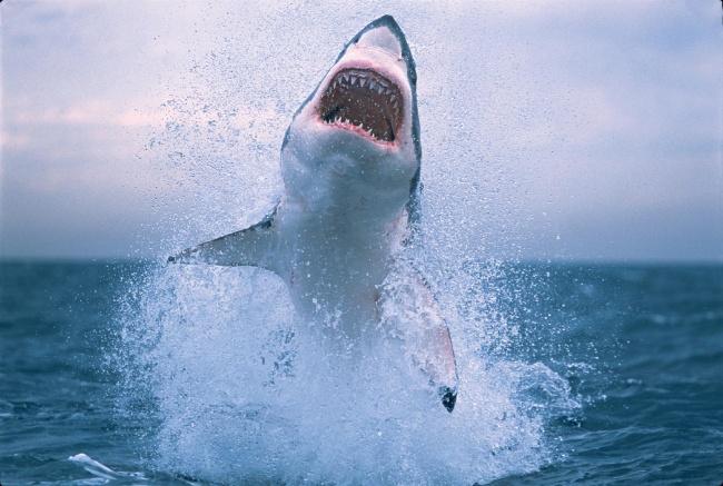 акула фото