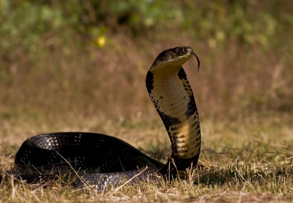 кобра или гремучая змея