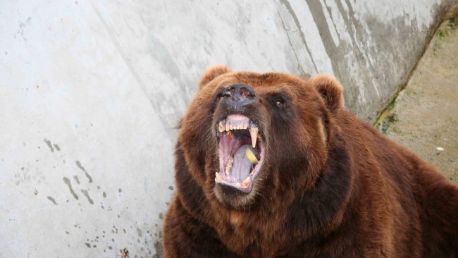 Бурый медведь фото
