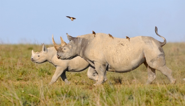 носорог или бегемот