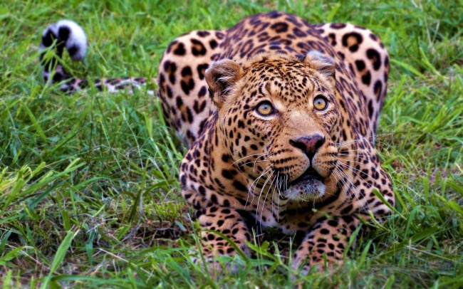 пятнистый леопард