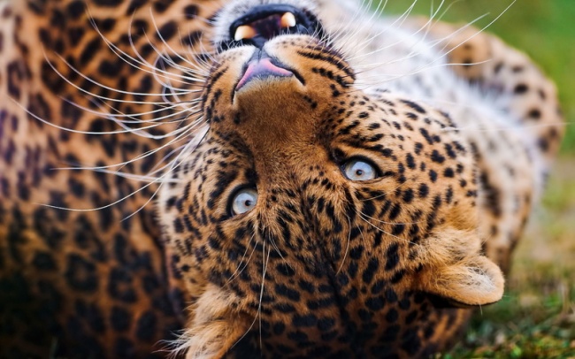 пятнистый леопард