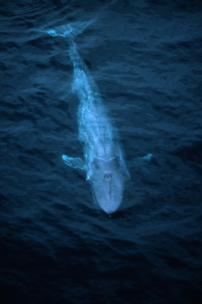 Синий кит или кашалот